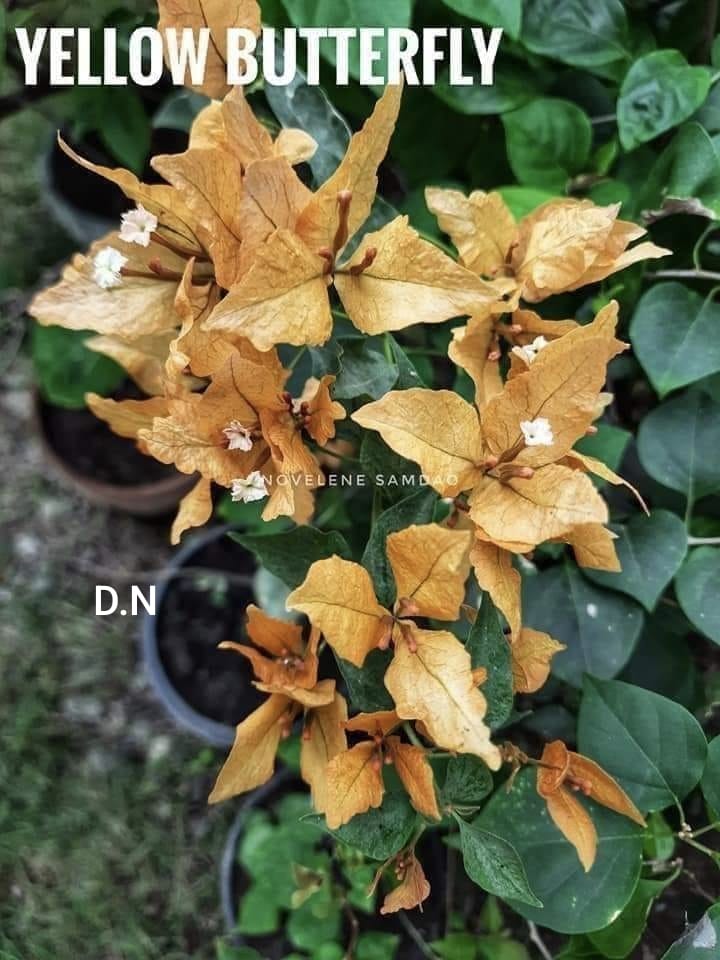 Butterfly Yellow