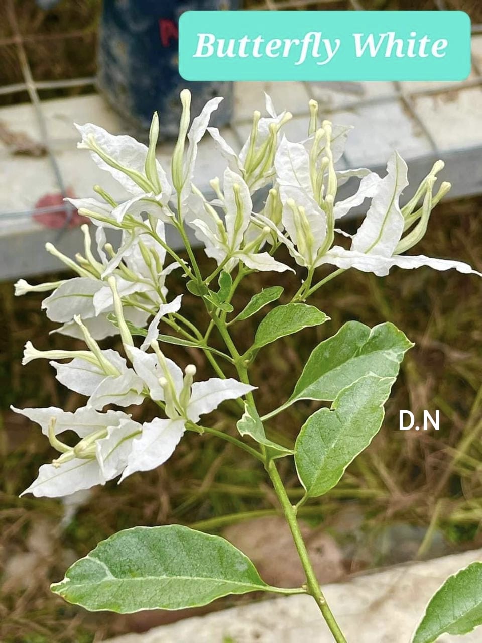 Butterfly White