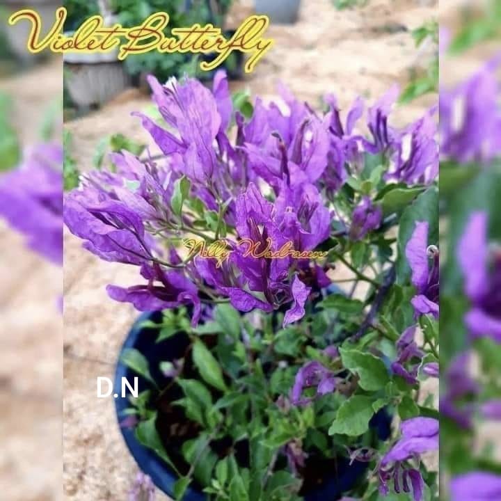 Butterfly Purple