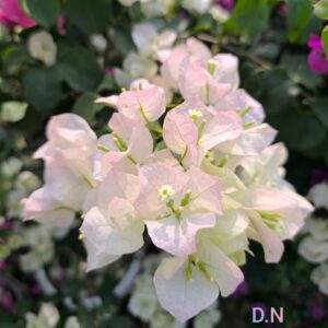 Thai Ball White