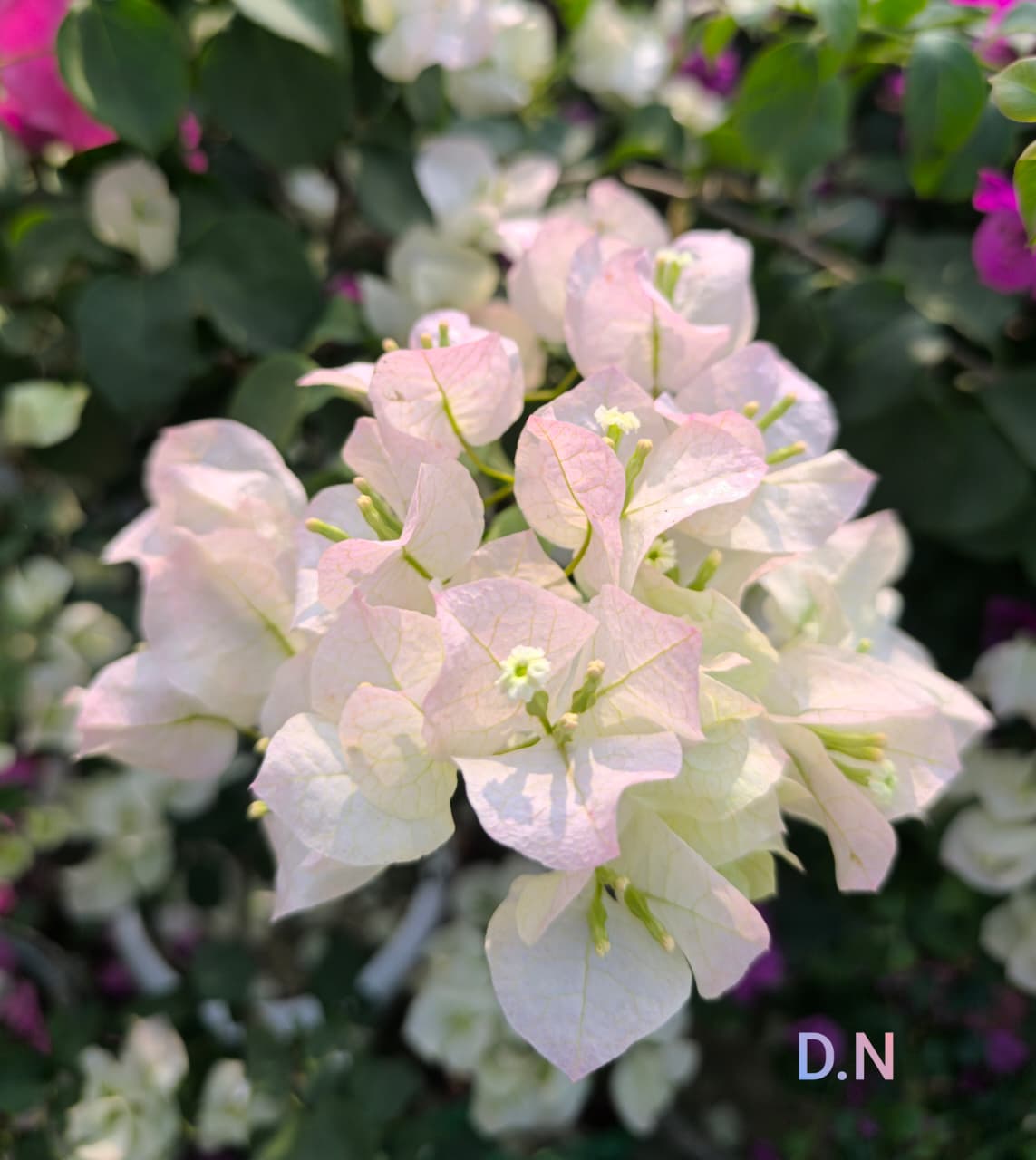 Thai Ball White
