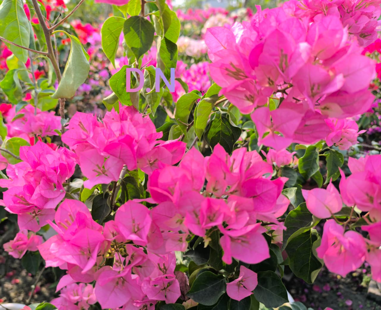 Thai Ball Pink