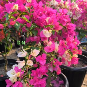 Thima Pink