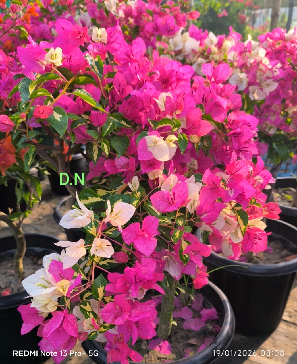 Thima Pink
