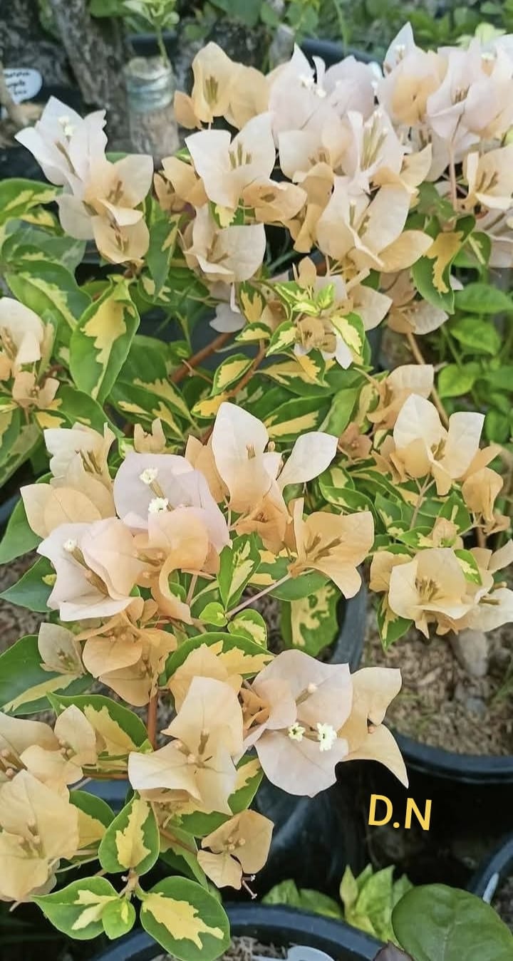 Thima Yellow