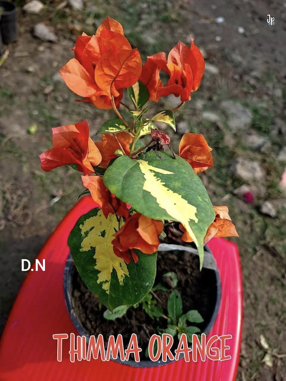 Thima Orange