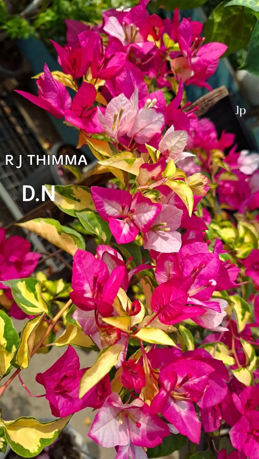 RJ Thima