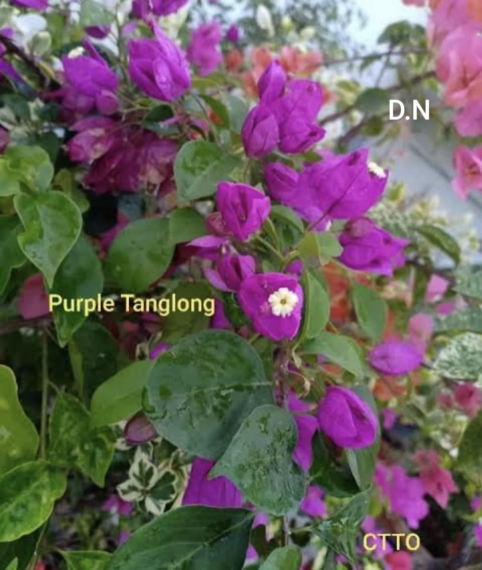 Tanglong Purple