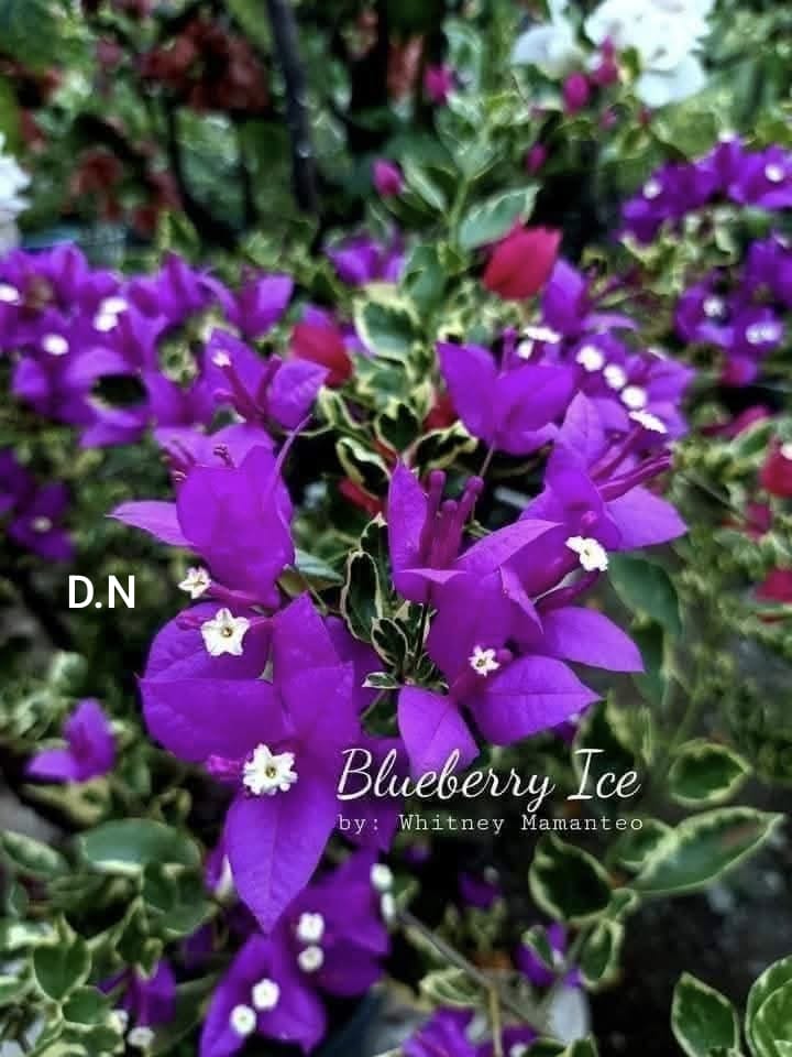 Blueberry Ice