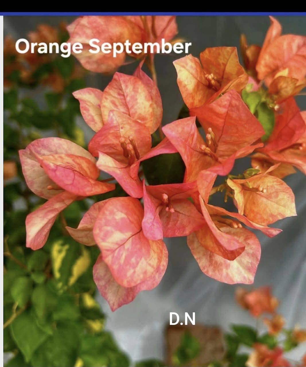 Orange September