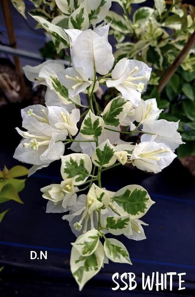SSB White