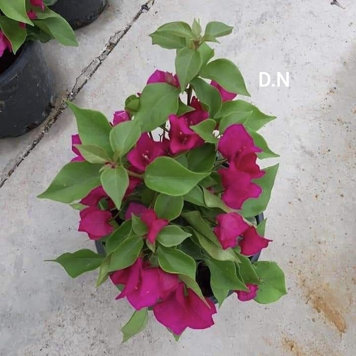 Vera dark Pink
