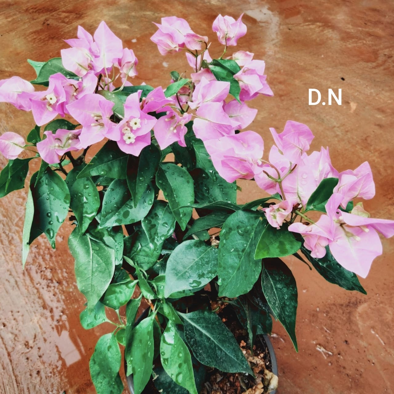 Vera Pink
