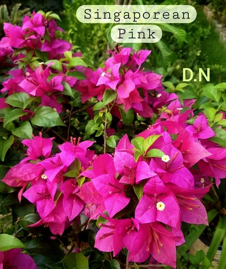 Singaporean Pink