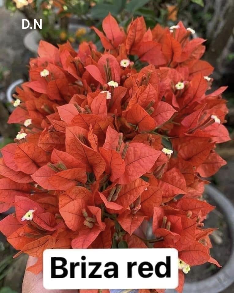 Brizzer Red