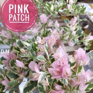 Pink Patch