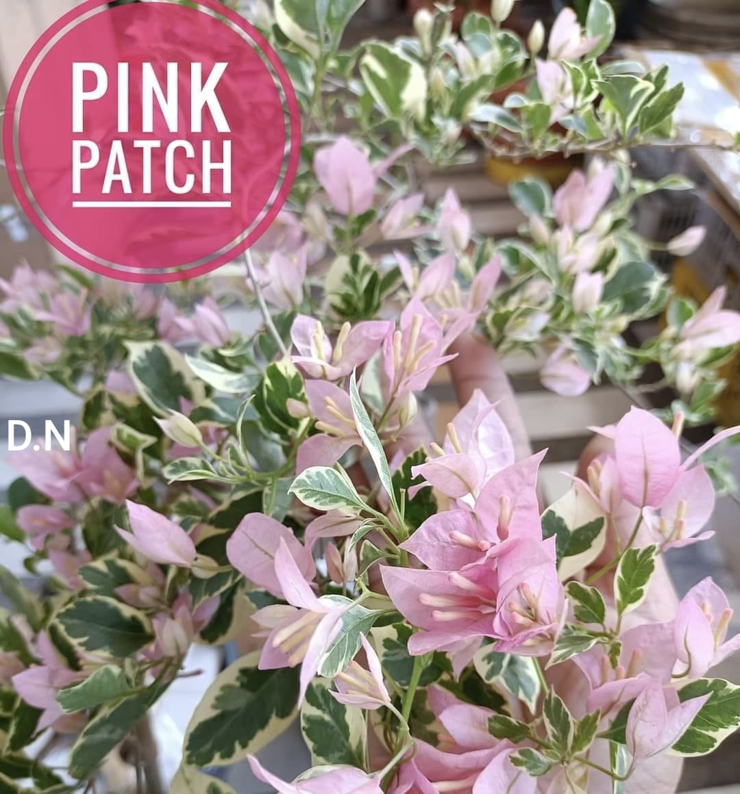Pink Patch
