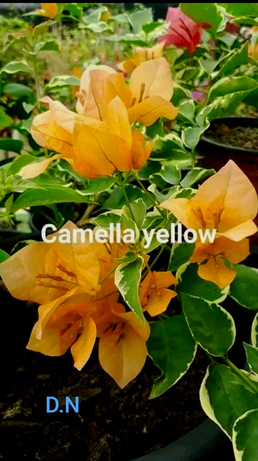 Camella Yellow