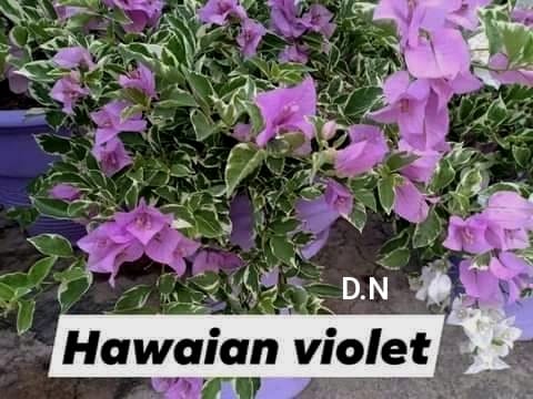 Hawain Pink