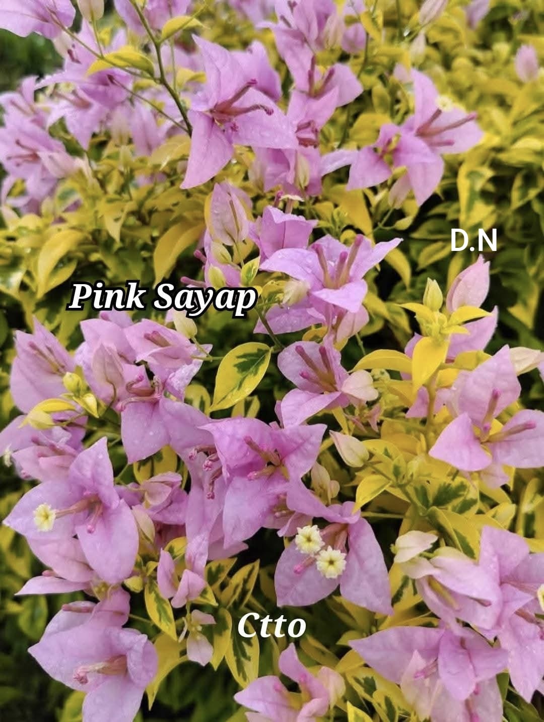 Pink Syap