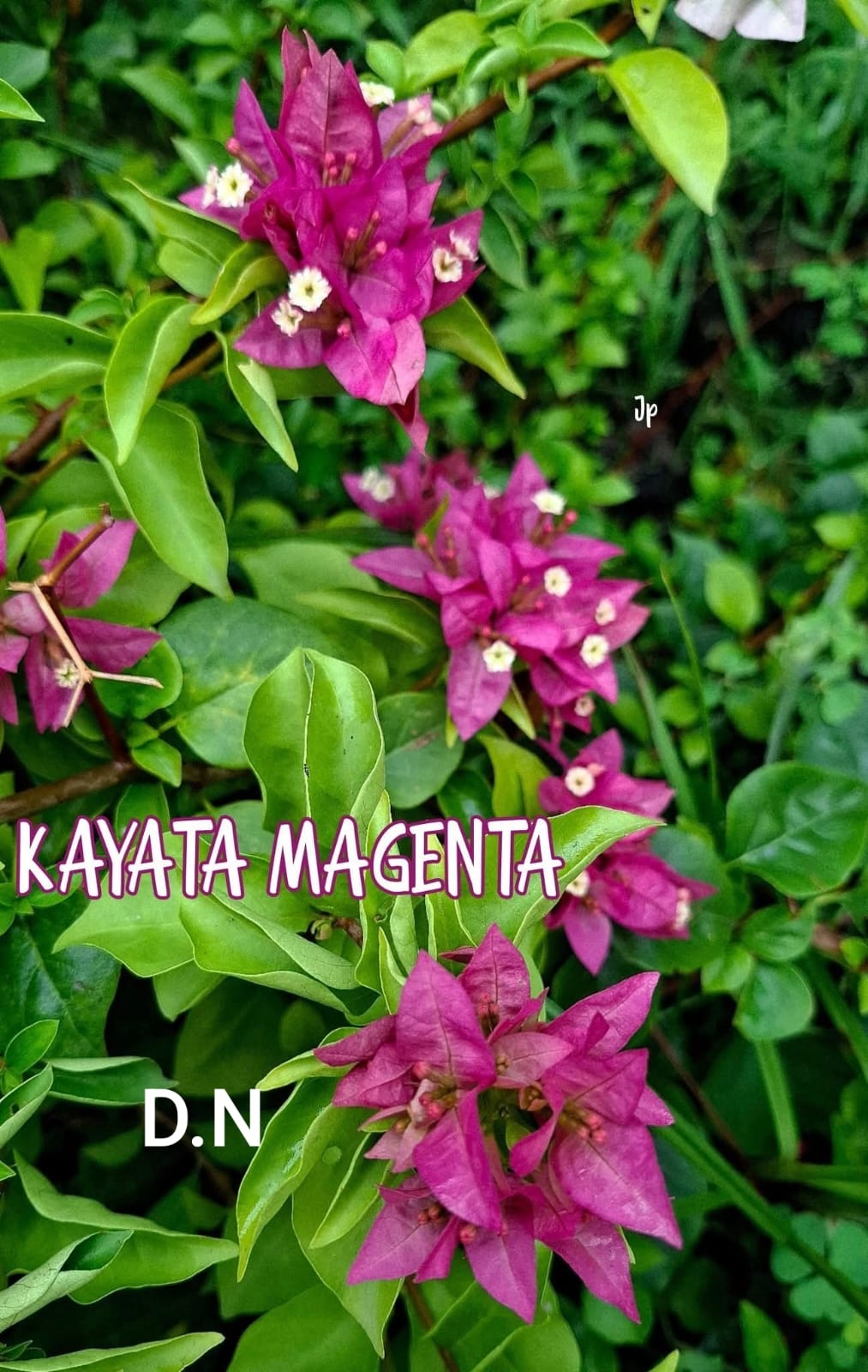 Kayata Magenta