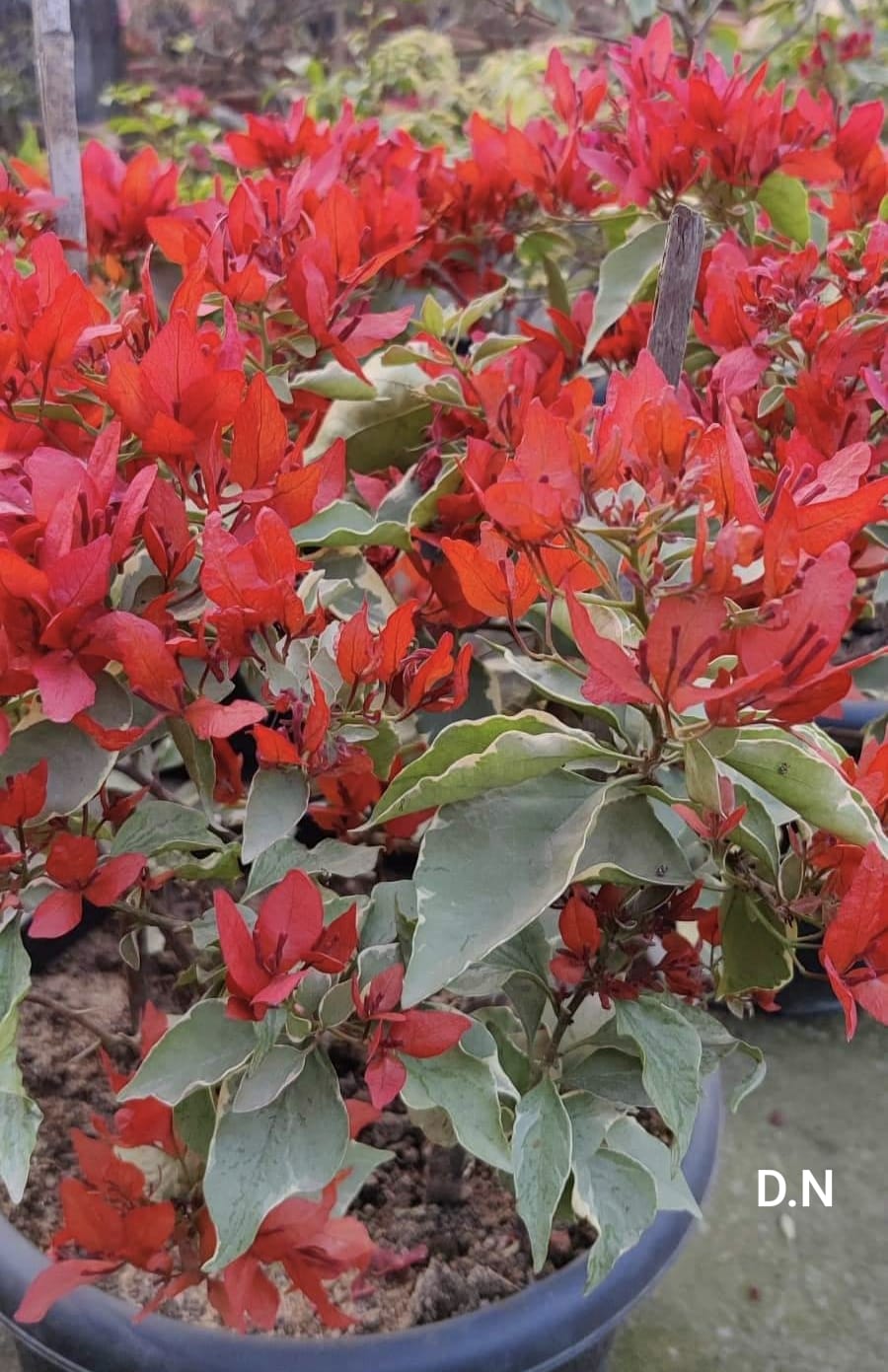 Silver Red