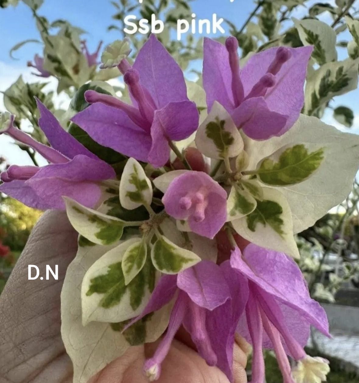 SSB Purple