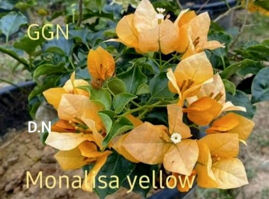 Monalisa Yellow