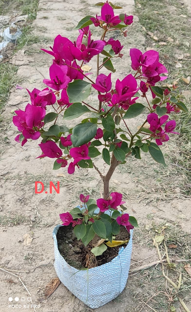 Thai Rani