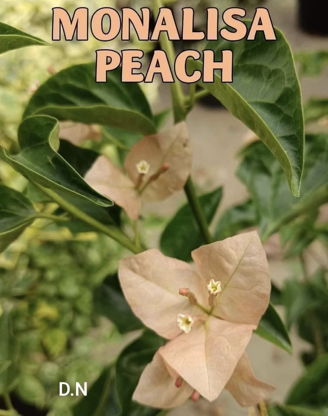 Monalisa Peach