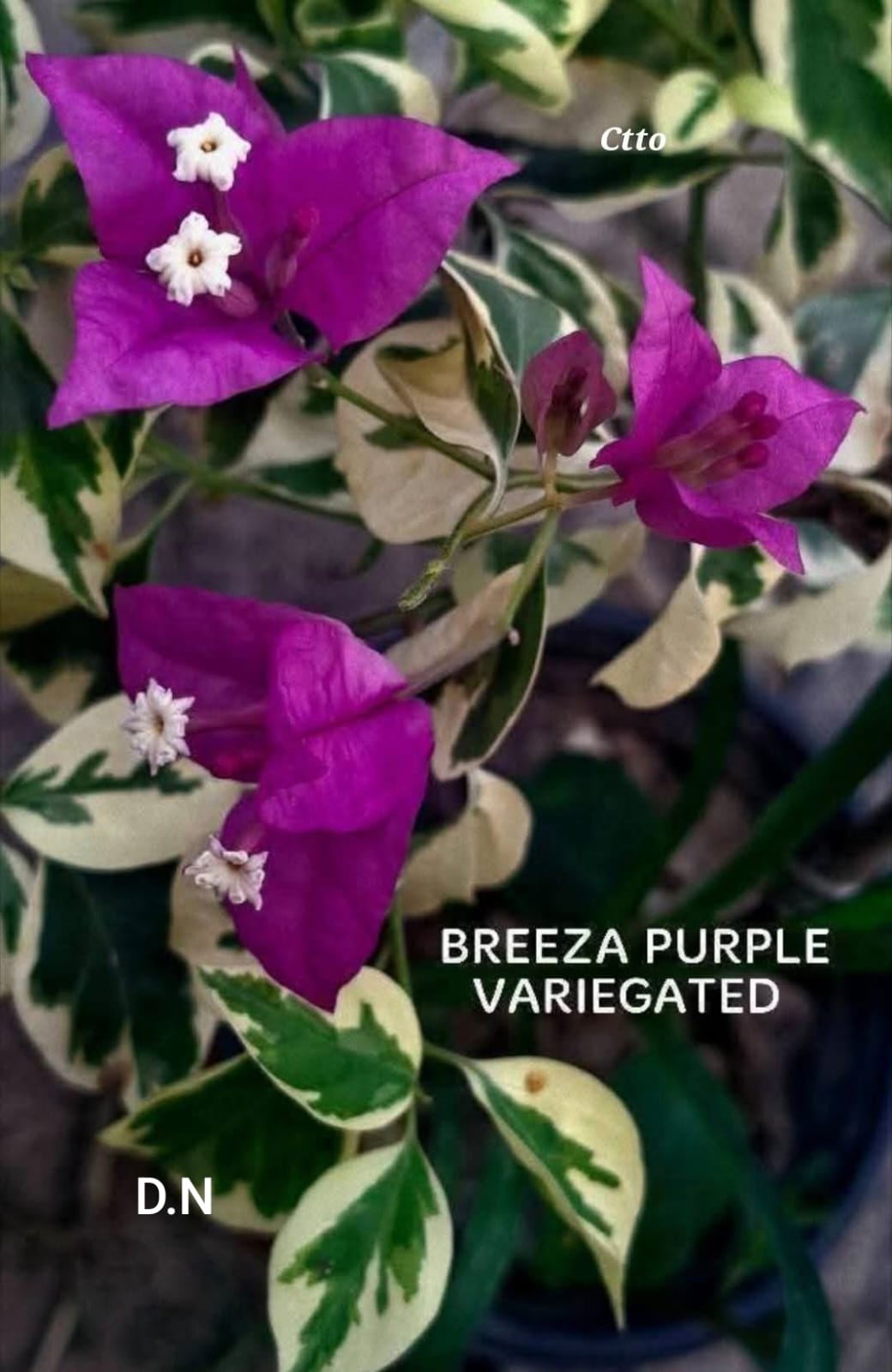 Breeza Purple Variegated