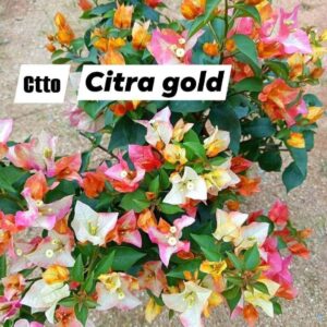 Chitra Gold