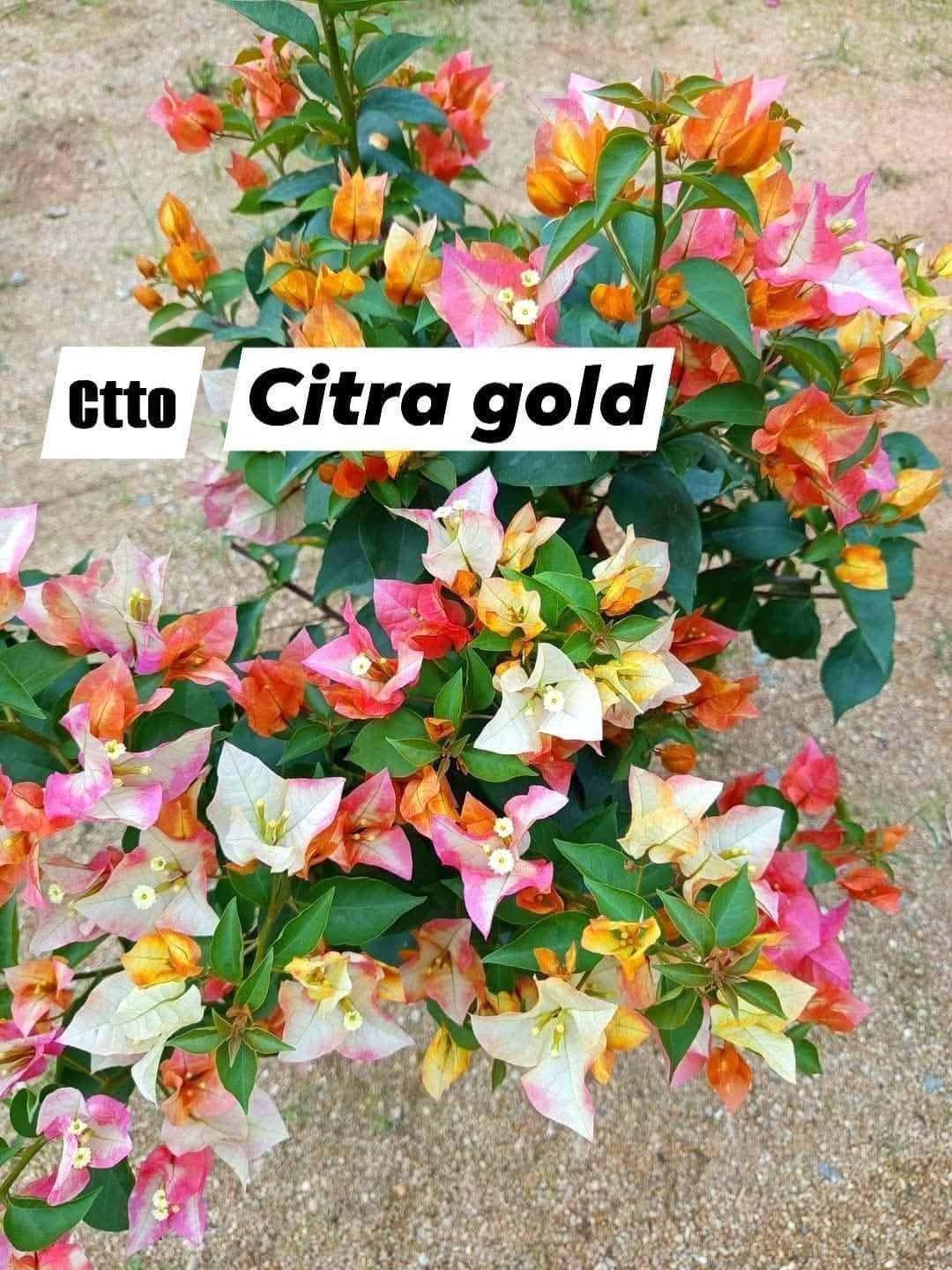 Chitra Gold
