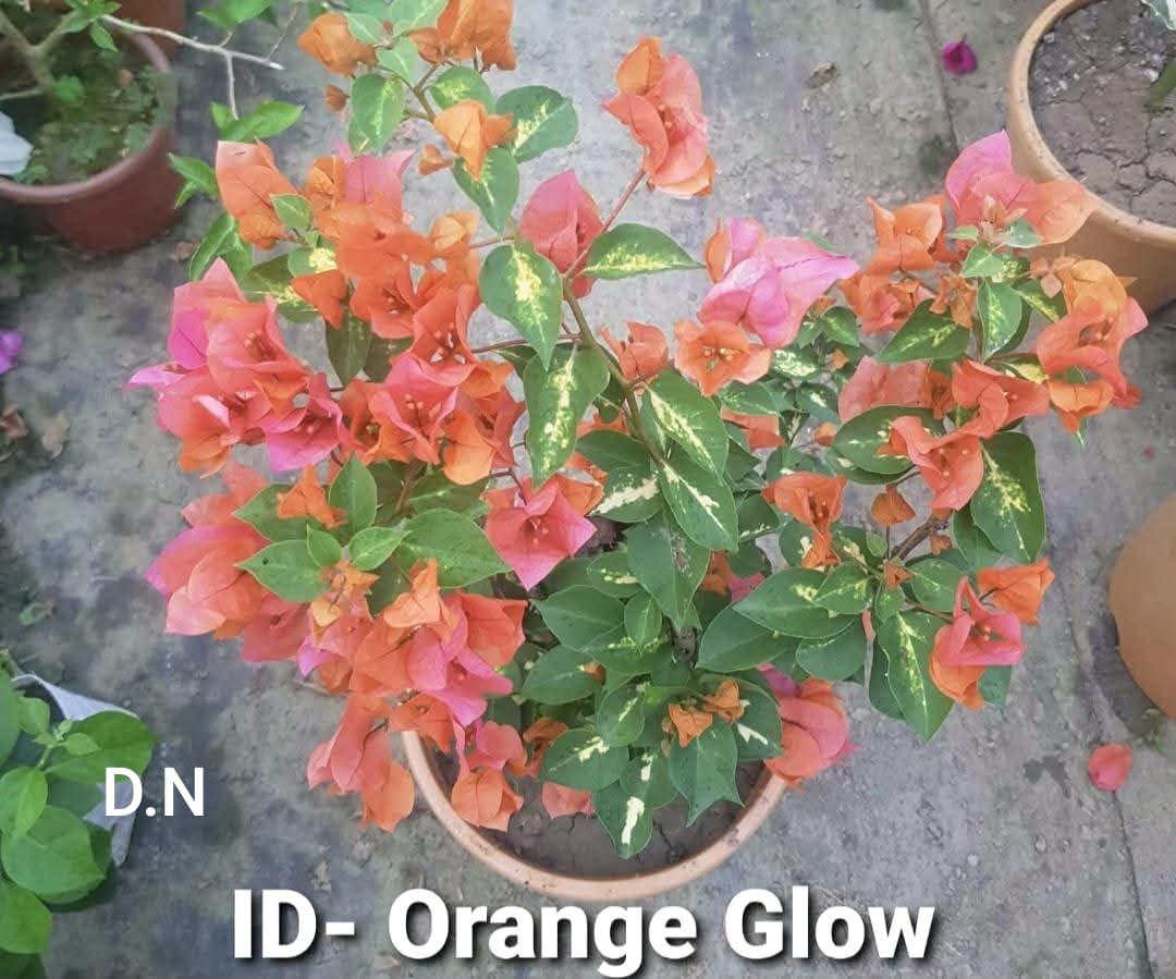 Orange Glow