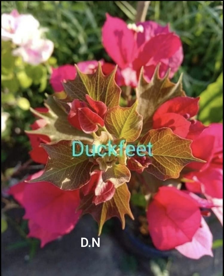 Duckfeet
