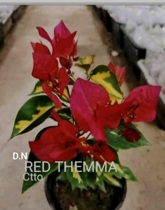Thima Red