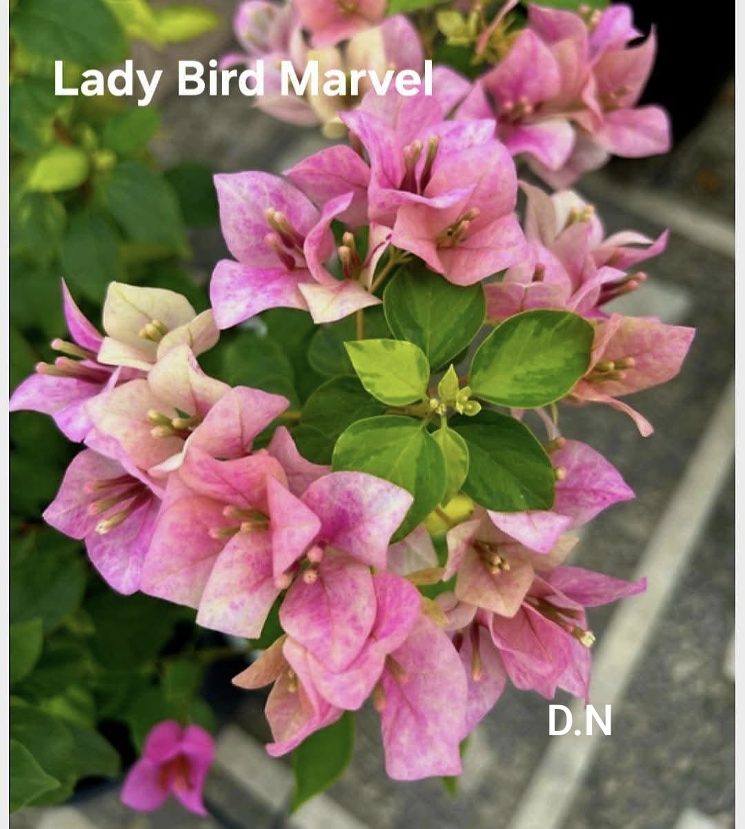 Lady Bird Marvel