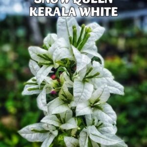 Son of Queen Kerala White