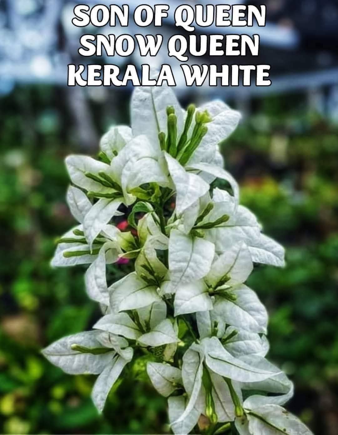 Son of Queen Kerala White