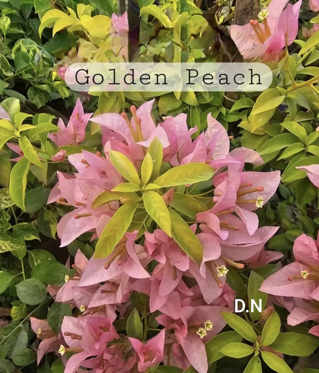 Golden Peach