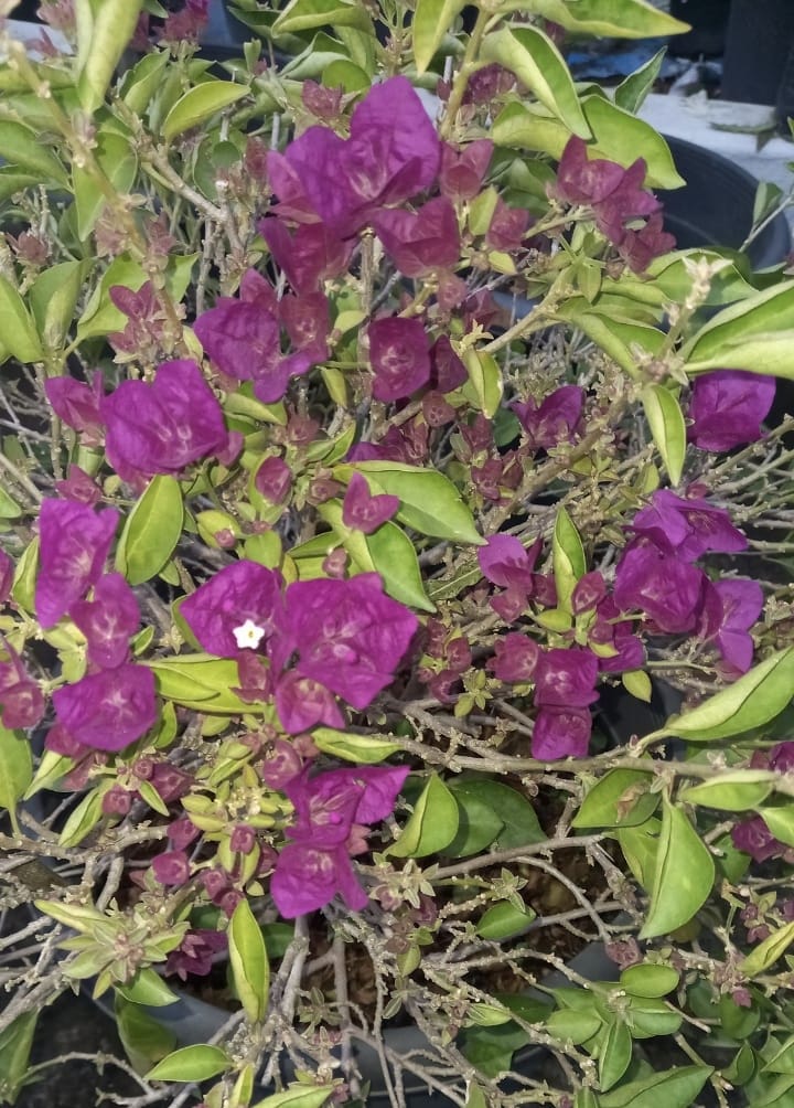 Brizzer Purple