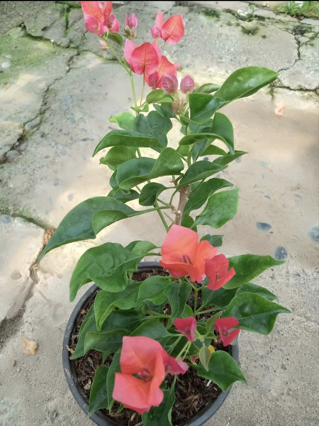 Monalisa Orange