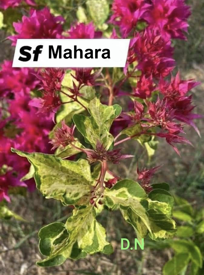 SF Mahara