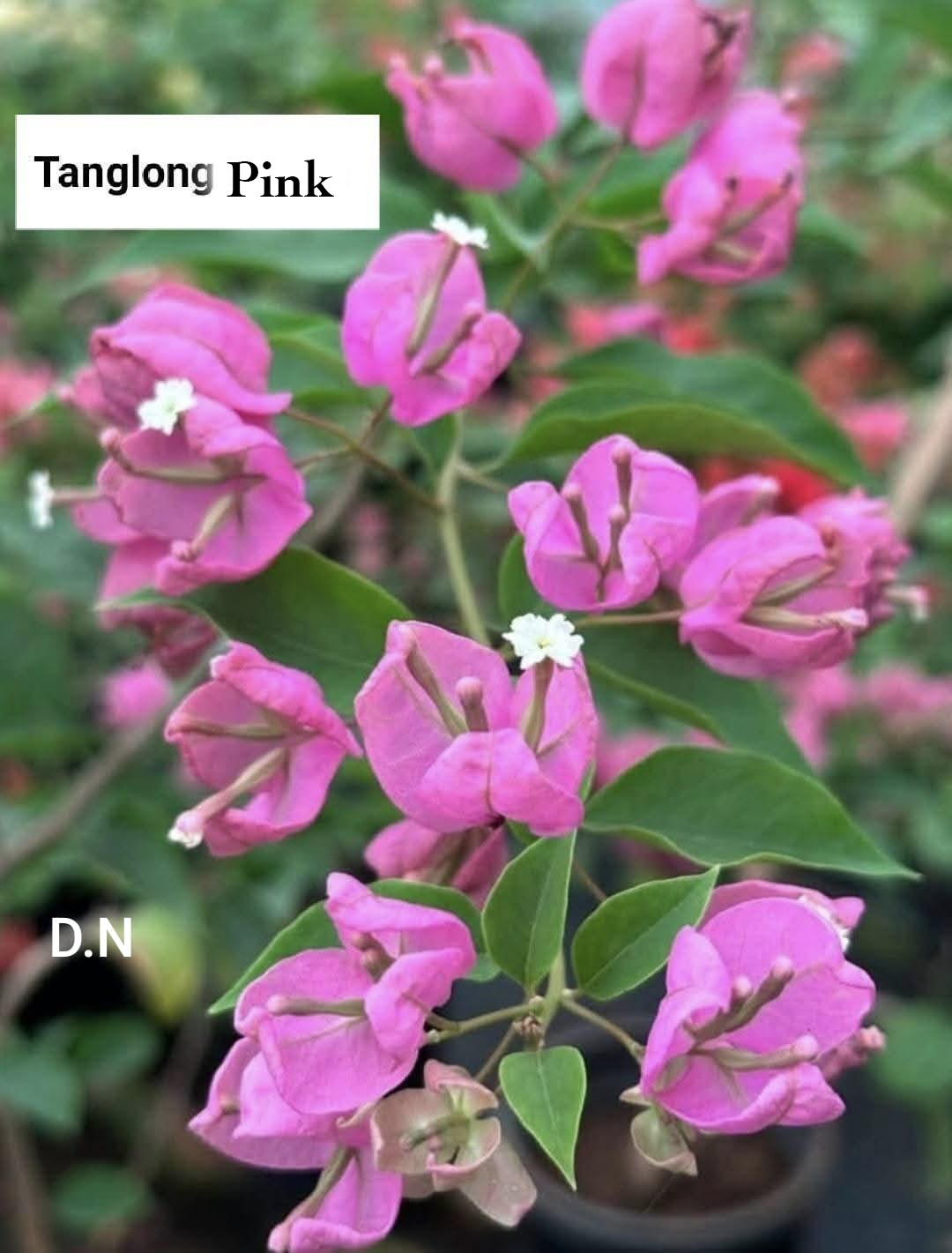Tanglong Pink