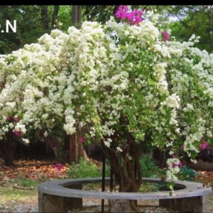 Subra White (Bougainvillea)