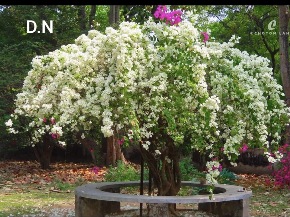 Subra White (Bougainvillea)