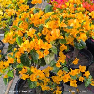 Lady Meri(California Gold)