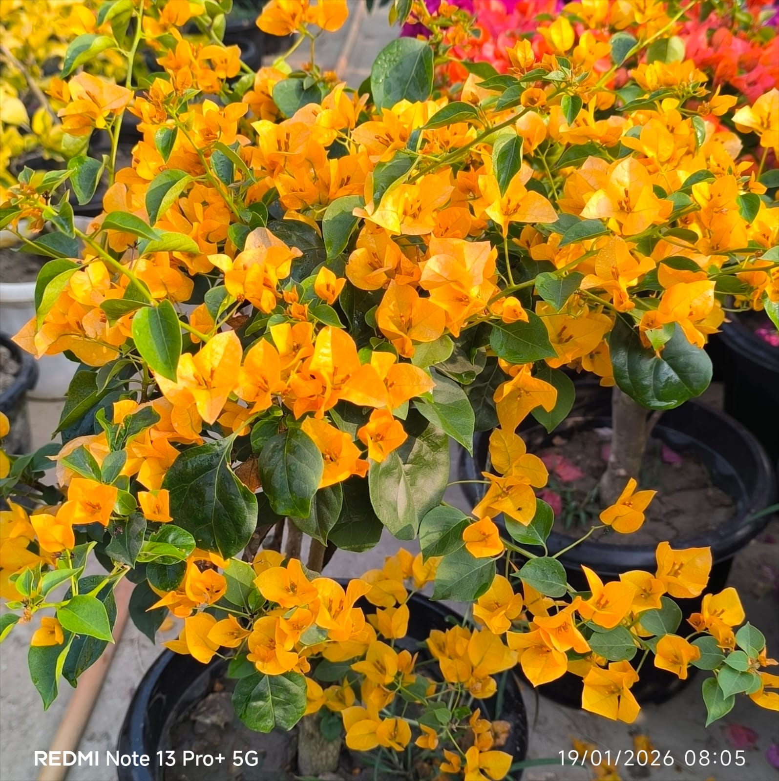 Lady Meri(California Gold)