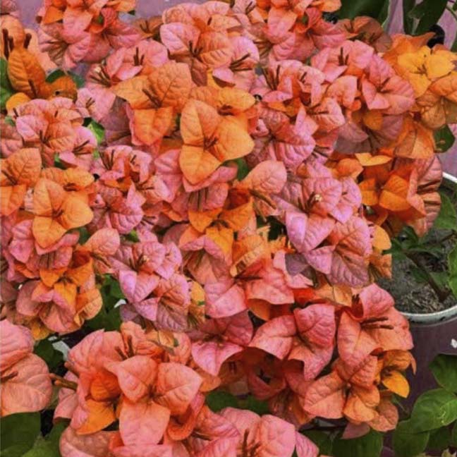 Foxtail Orange (Grafted)