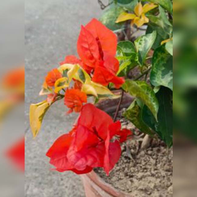 Orange Dauphine